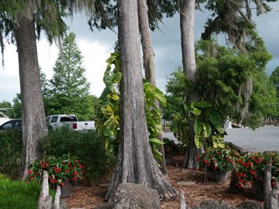 Some of the gorgeous trees that are throughout our resort.